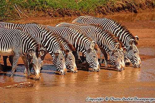 Zebras Samburu - Kenia safari kleines kenia 9 tage