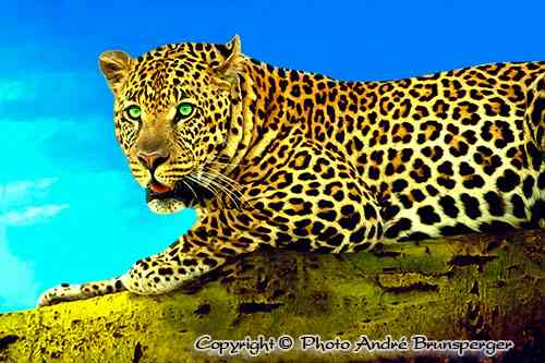Leopard - kenia mein personliches konzept reise urlaub safaris afrika fuhrer