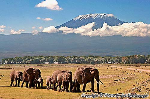 Elefanten vor dem Kilimandscharo - kenia mein personliches konzept reise urlaub safaris afrika fuhrer