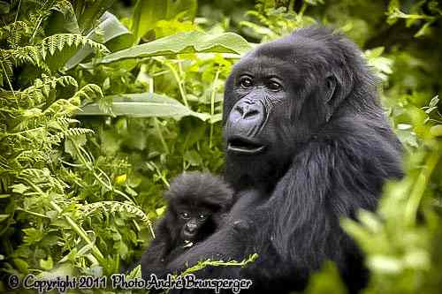 Gorillas - kenia mein personliches konzept reise urlaub safaris afrika fuhrer